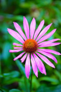 Close-up of gerbera daisy blooming outdoors