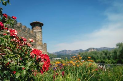 Red flowering plants on field against sky