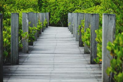 Empty boardwalk along plants