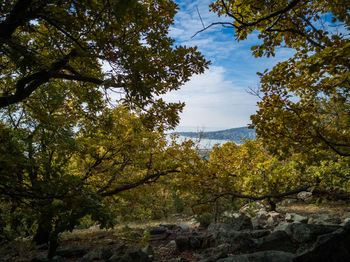 Low angle view of trees in forest against sky