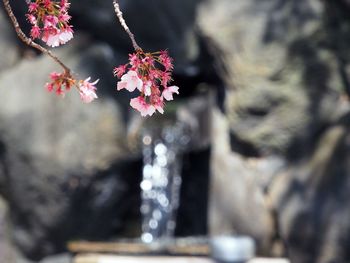 Close-up of fresh flower tree against water