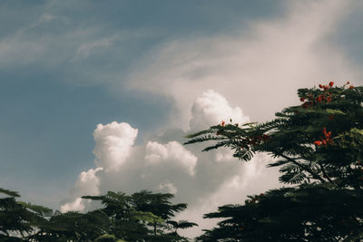 Low angle view of trees against sky