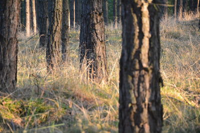 Trees in forest