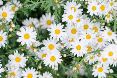 High angle view of white daisy flowers on field