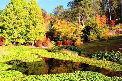 Scenic view of green landscape