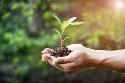 Cropped image of hands holding plant