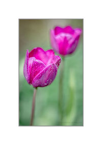 Close-up of pink flower