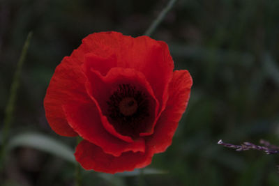 Close-up of red flower against blurred background