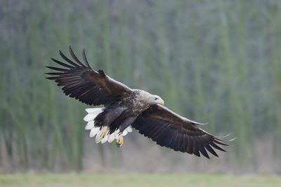 Bird flying over a blurred background