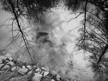 Low angle view of trees against cloudy sky