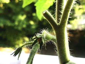 Close-up of caterpillar on plant