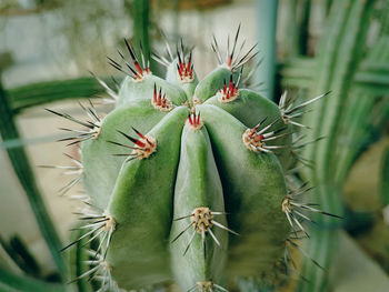 High angle view of spiky cactus with selective focus