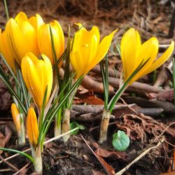 Close-up of yellow crocus blooming outdoors