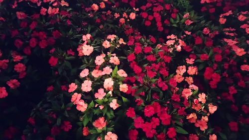 Close-up of red flowers blooming outdoors