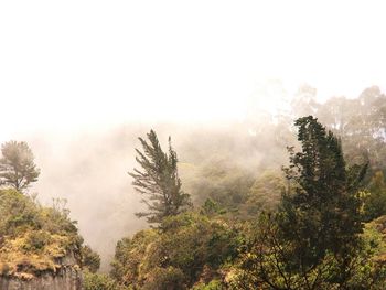 Trees in foggy weather