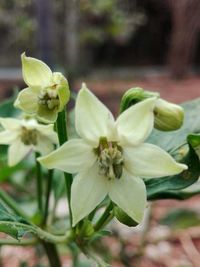 Close-up of flowers blooming outdoors