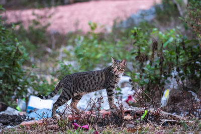 Side view of a cat on field