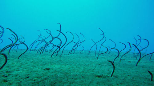 Eels swimming in sea