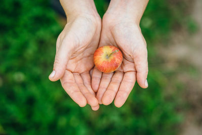 Close-up of hand holding fruit