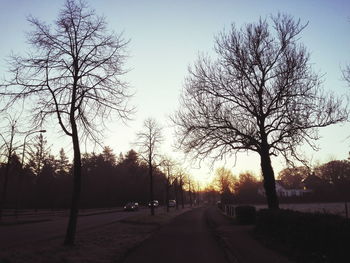 Road passing through bare trees