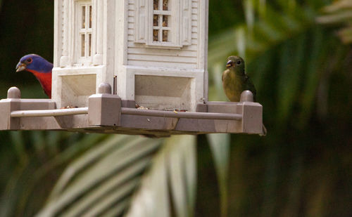 Two birds perching on wood