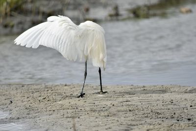 White egret with one wing out on beach 