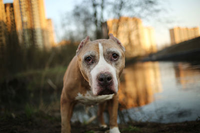 Portrait of dog standing in water
