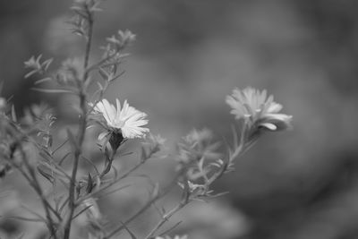 Close-up of flowering plants on field