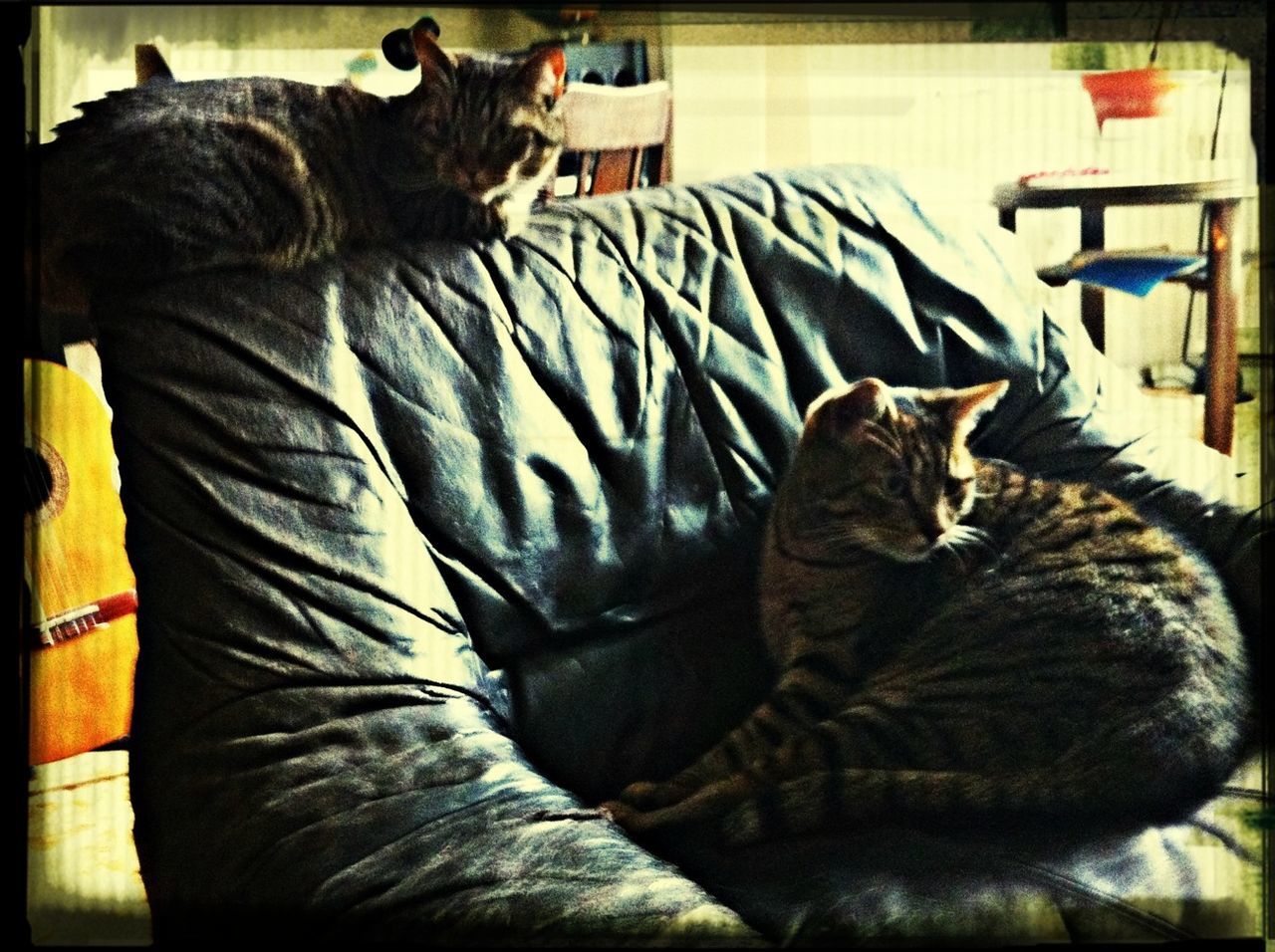 animal themes, domestic animals, pets, one animal, mammal, indoors, relaxation, resting, domestic cat, transfer print, cat, bed, two animals, auto post production filter, lying down, feline, sleeping, sofa, home interior, full length