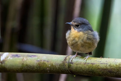 Close-up of bird perching on railing