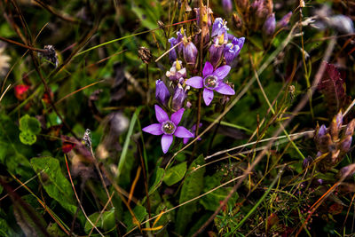 Close-up of purple crocus flowers on field