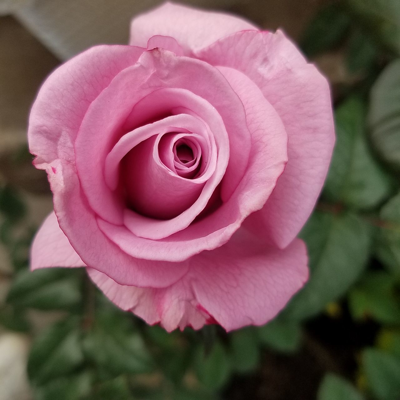 Large pink rose bloom
