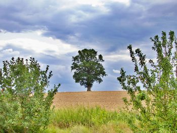 Trees on field against sky