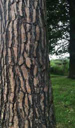 Close-up of tree trunk in forest