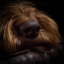 Close-up portrait of a dog