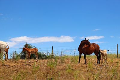 Horses standing on field against sky