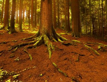 Trees in forest during sunset