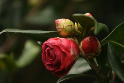 Close-up of camellia