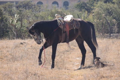 Horse on field