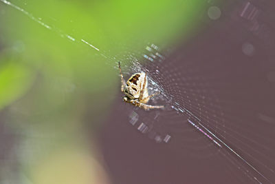 Close-up of spider on web