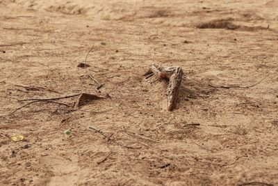 High angle view of lizard on field