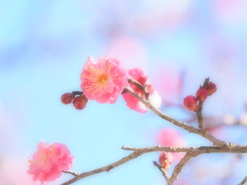 Close-up of pink cherry blossom