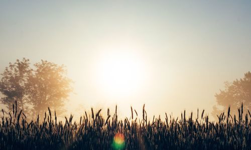 Scenic view of grassy field against sky at sunset