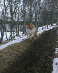 Dog on field during winter