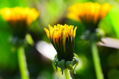 Close-up of yellow dandelion flower