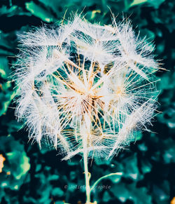 Close-up of dandelion on plant