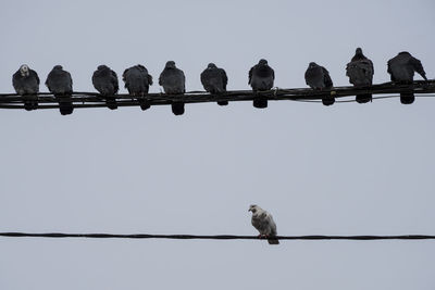 Low angle view of birds perching on cable against sky