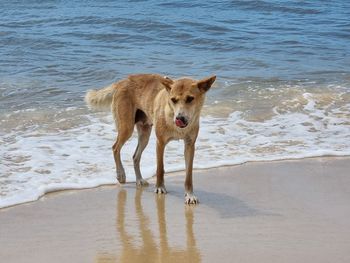 Dog running on beach