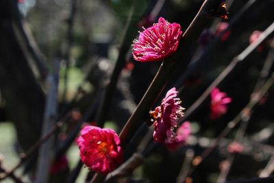 Close-up of pink flowering plant