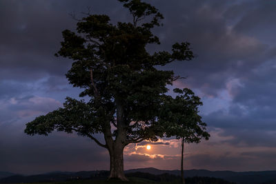 Low angle view of silhouette tree against sky during sunset